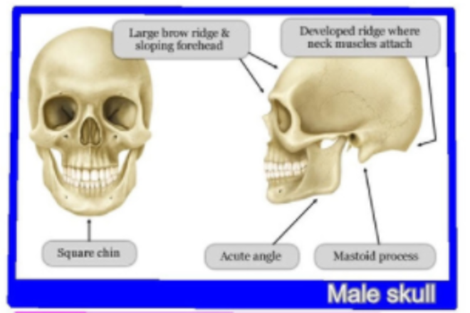 What Is The Skull Theory A Fun Sex Prediction Theory Netmums